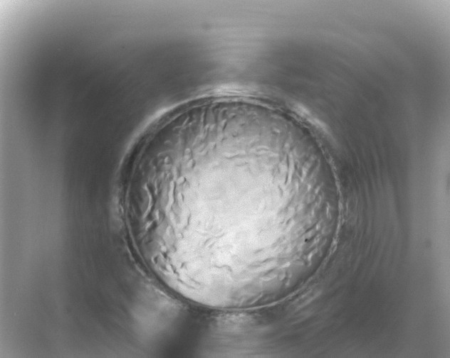 X0000068771454200605051619