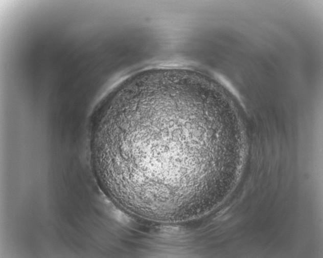 X0000068771456200605051619