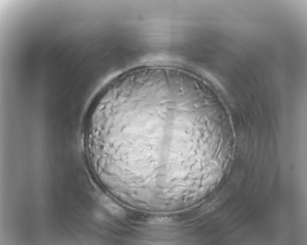 X0000068771462200605051619