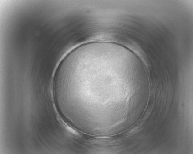 X0000068771486200605051619