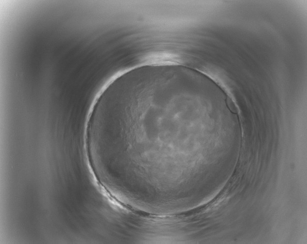 X0000068771488200605051619