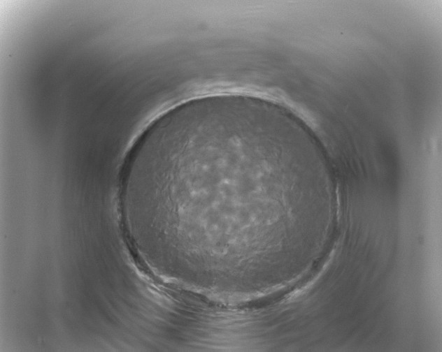 X0000068771501200605051618