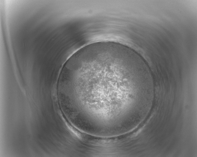 X0000068771521200605051618