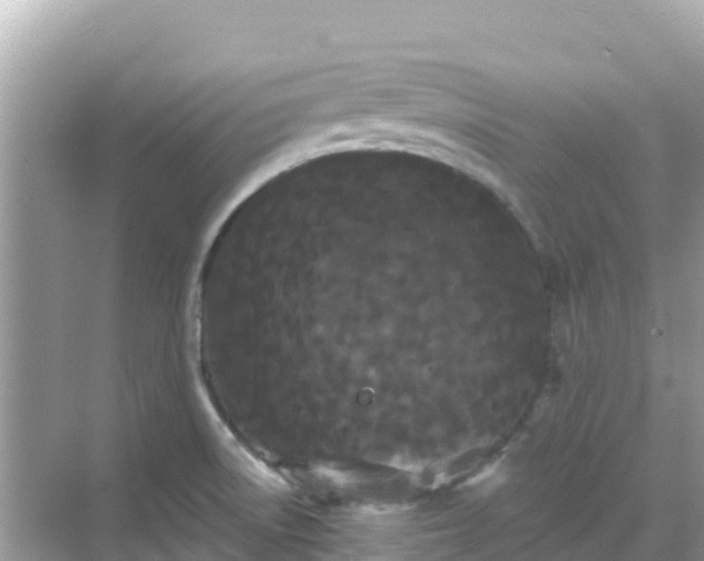 X0000068771522200605051618