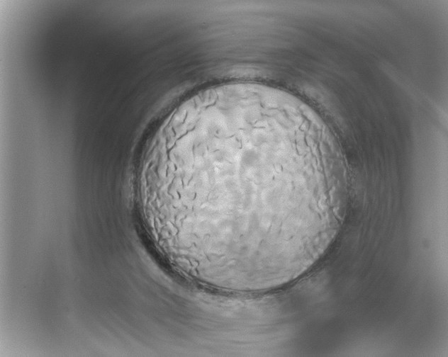 X0000068770016200605121713