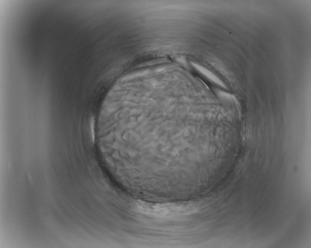 X0000068770022200605121713