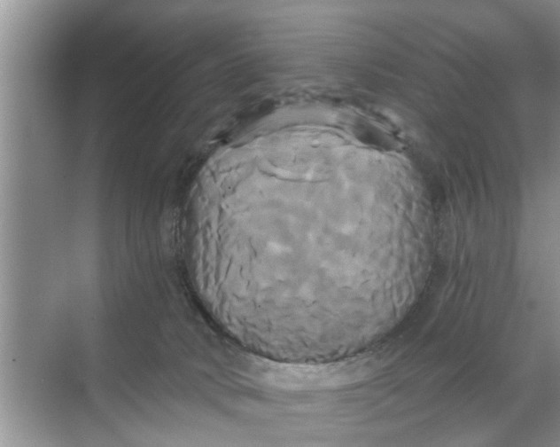 X0000068770034200605121713