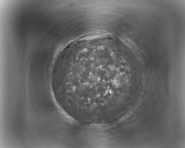 X0000068770049200605121712