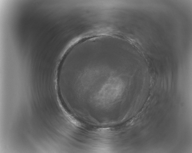 X0000068770054200605121712