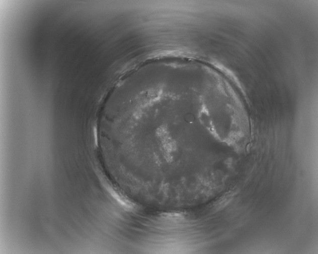 X0000068770061200605121712