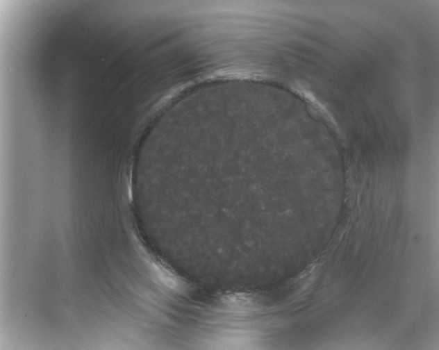 X0000068770062200605121712