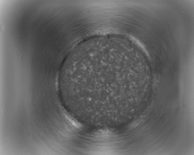 X0000068770065200605121712