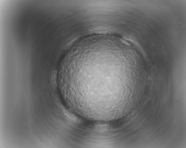 X0000068770066200605121712