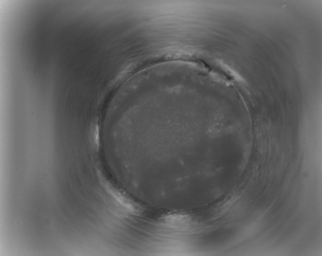 X0000068770067200605121712