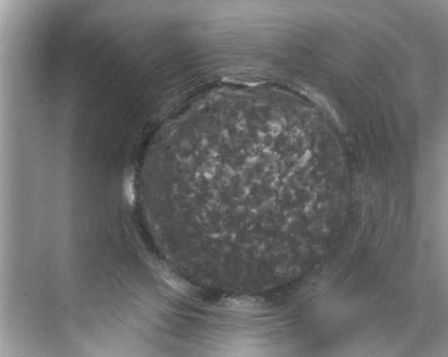 X0000068770069200605121712