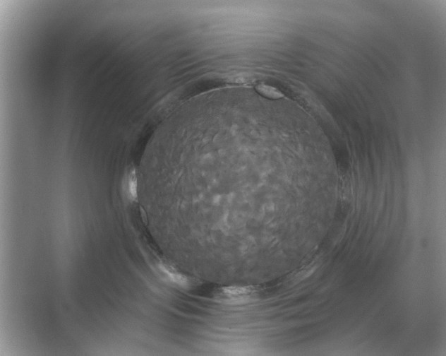 X0000068770095200605121713