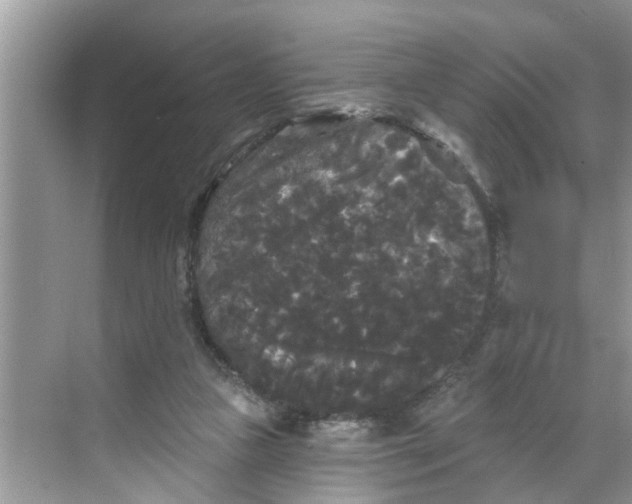 X0000068770161200605121711