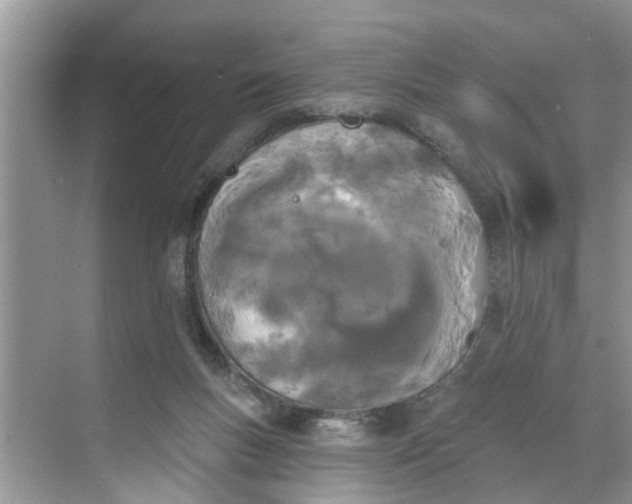 X0000068770167200605121711