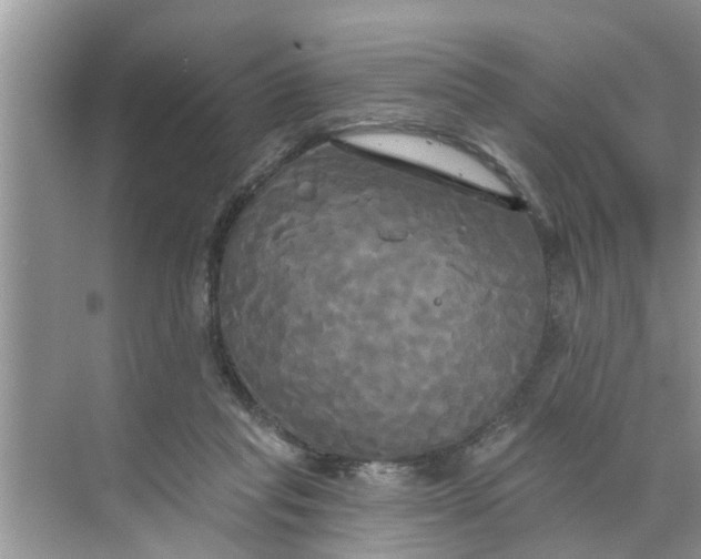 X0000068770261200605121709