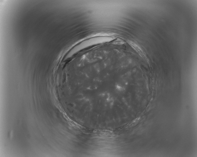 X0000068770337200605121707