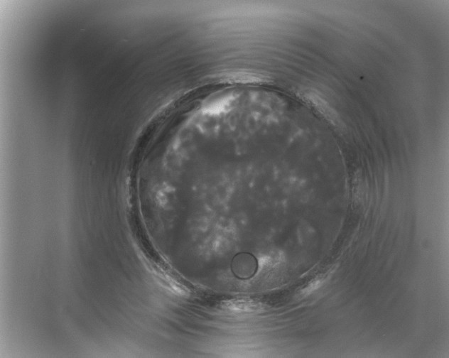 X0000068770351200605121707