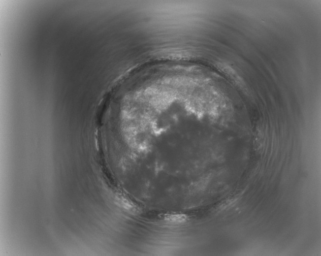 X0000068770355200605121707