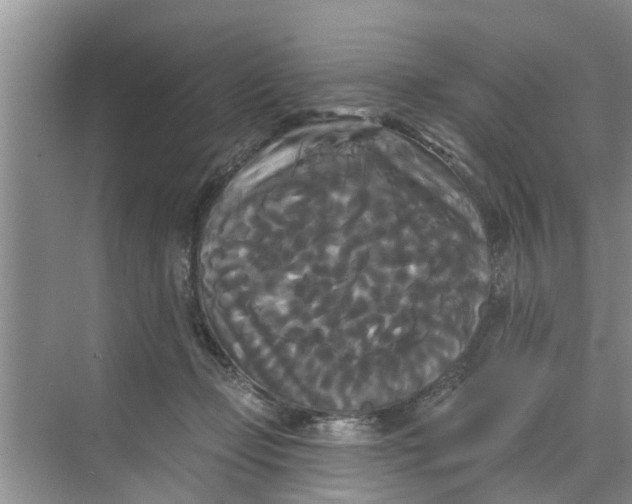 X0000068770365200605121708