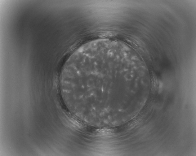 X0000068770367200605121708