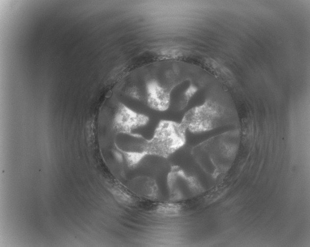 X0000068770369200605121708