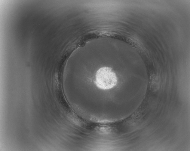 X0000068770506200605121705