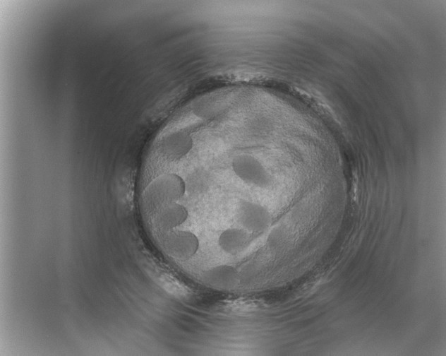 X0000068770545200605121704