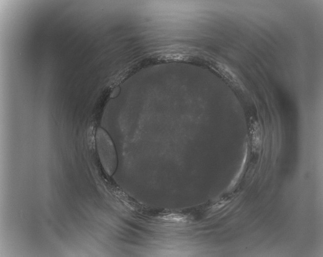 X0000068770551200605121704