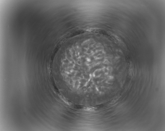 X0000068770569200605121705