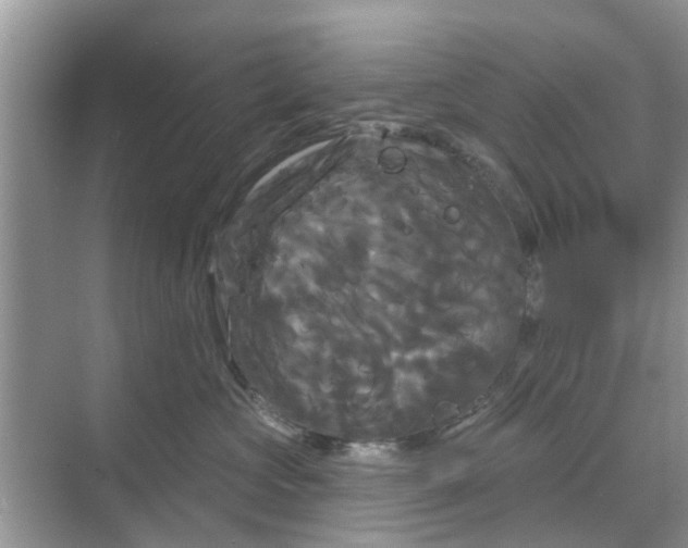 X0000068770573200605121705