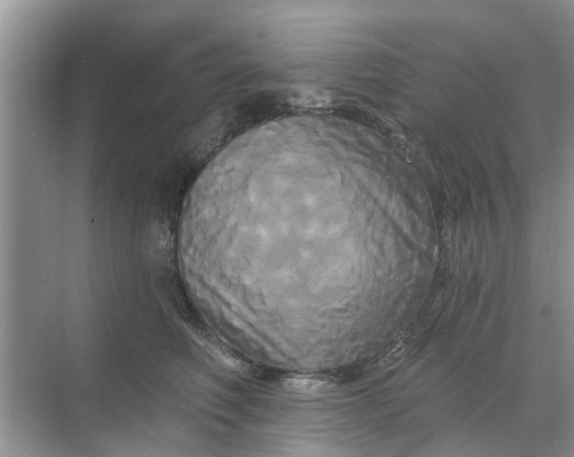 X0000068770614200605121703