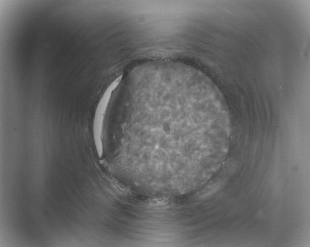 X0000068770624200605121703