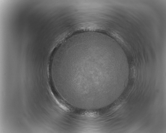 X0000068770638200605121702