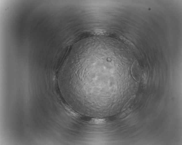 X0000068770665200605121703