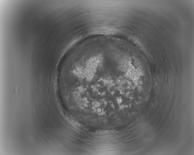 X0000068770679200605121702