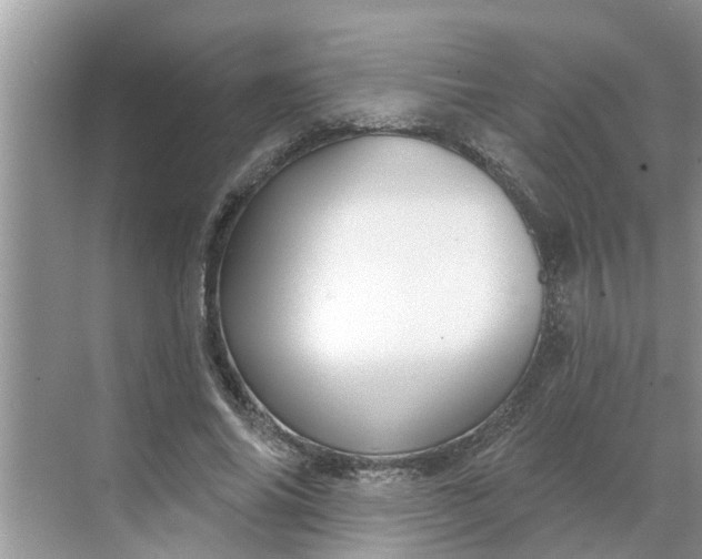 X0000068770686200605121702