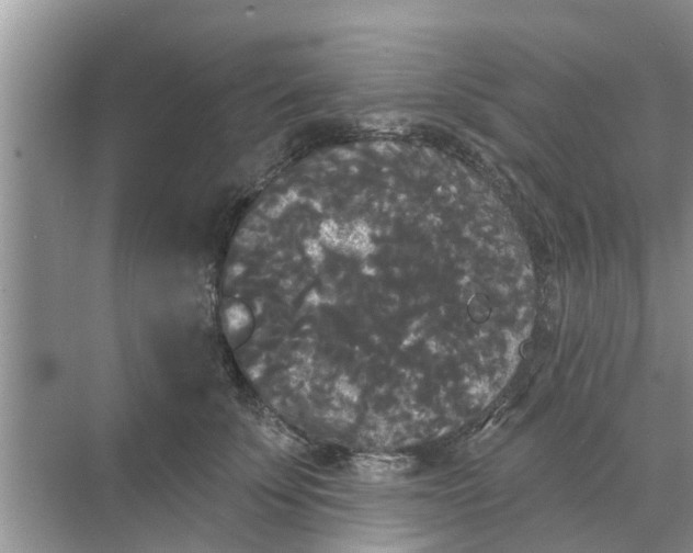 X0000068770707200605121702