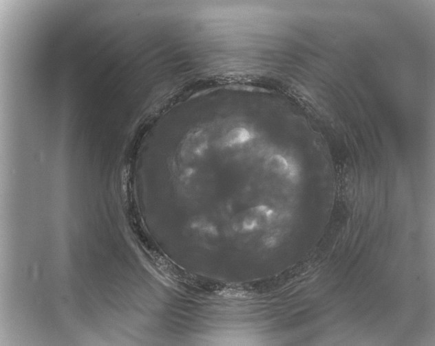 X0000068770742200605121701