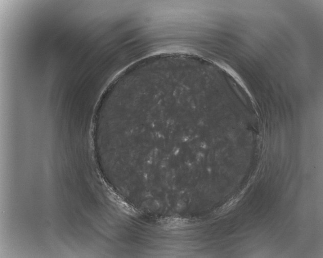 X0000068770783200605121700