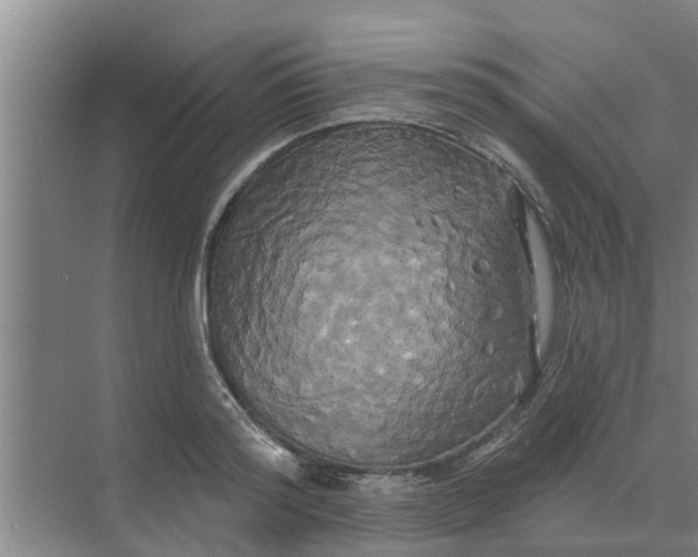 X0000068770796200605121700