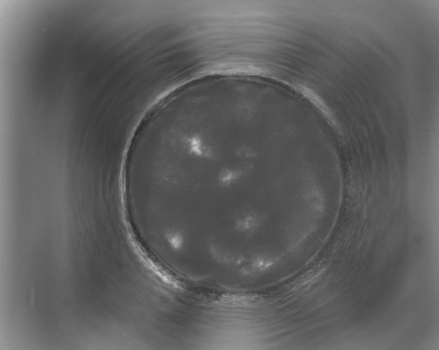 X0000068770840200605121659