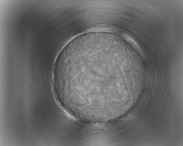 X0000068770852200605121700