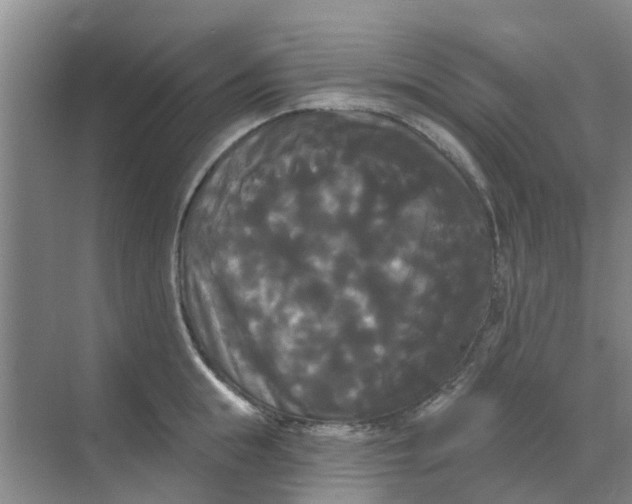 X0000068770855200605121700