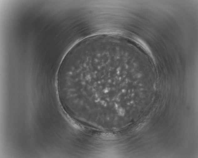 X0000068770907200605121658