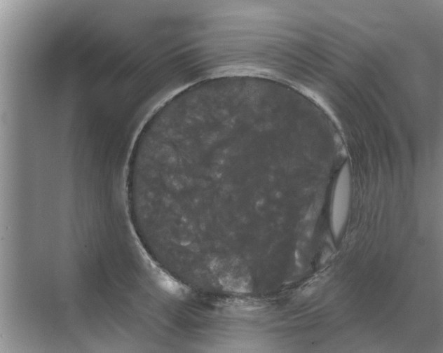 X0000068770995200605121657