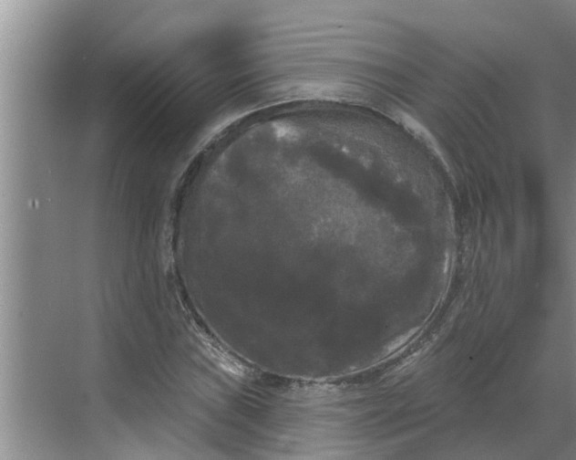 X0000068771019200605121656